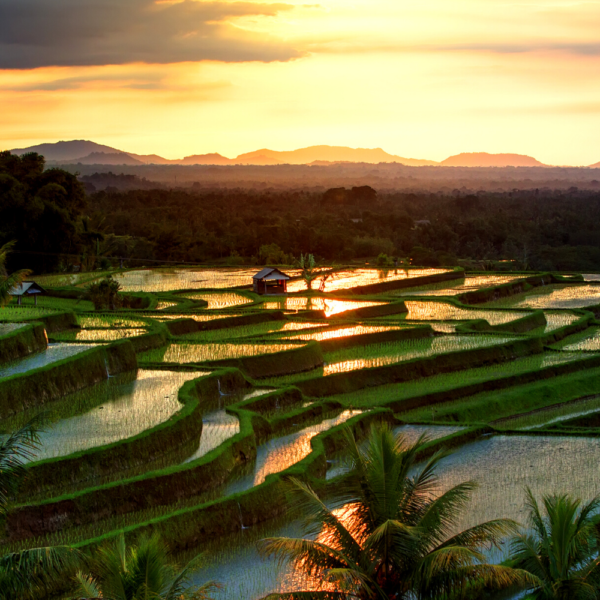 La magie des rizières
